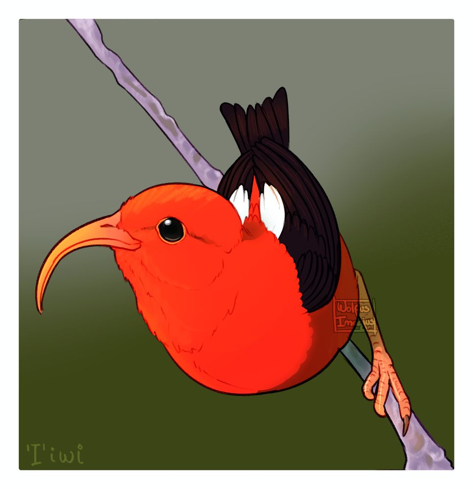 Drawing depicting an 'I'iwi , a hawaiian bird, poised over a tiny greyish branch. They are bright red when adult, with black and white wings. They have a quite unique beak shape