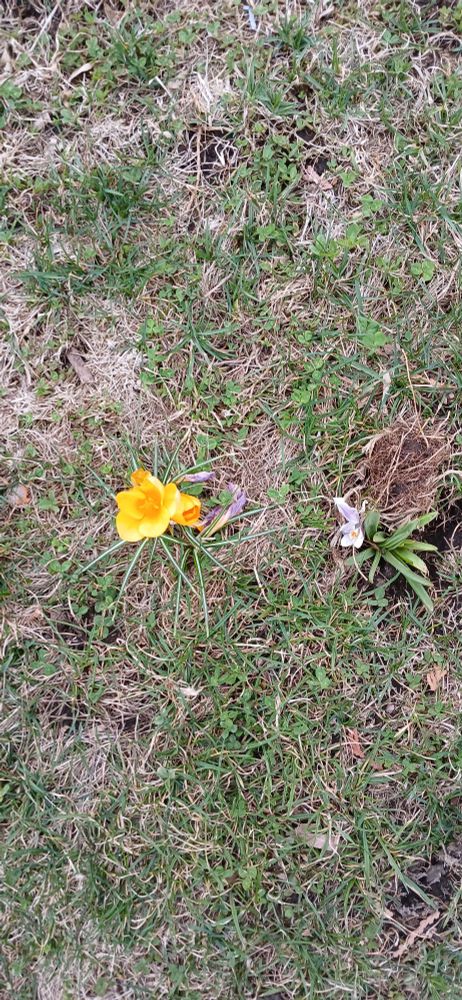 Spring bulbs blooming. 