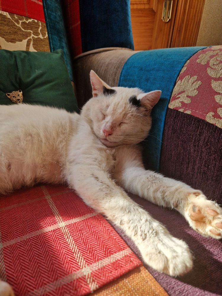 Photograph of Mallow who was a white cat with 2 black dots on his forehead