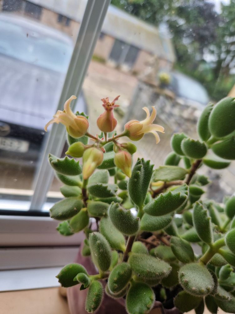 Photograph of bearpaw succulent flowering