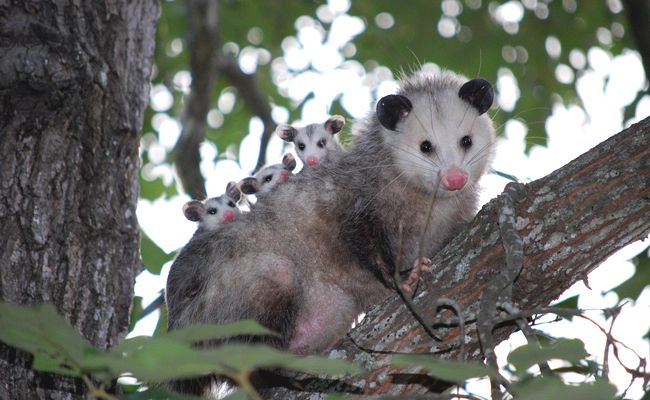Photo d'une maman opossum (usa) dans un arbre avec trois bébés sur son dos. Ils ont des petites oreilles rondes et noires et des nez tous roses. Objectivement adorables