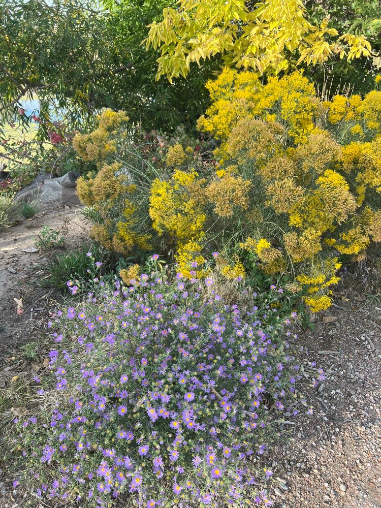 This is a picture, looking down on a blooming aster plant in front of a blooming rabbit brush plant. The color of the asters is lilac and the color of the rabbit brush flowers is yellow.
