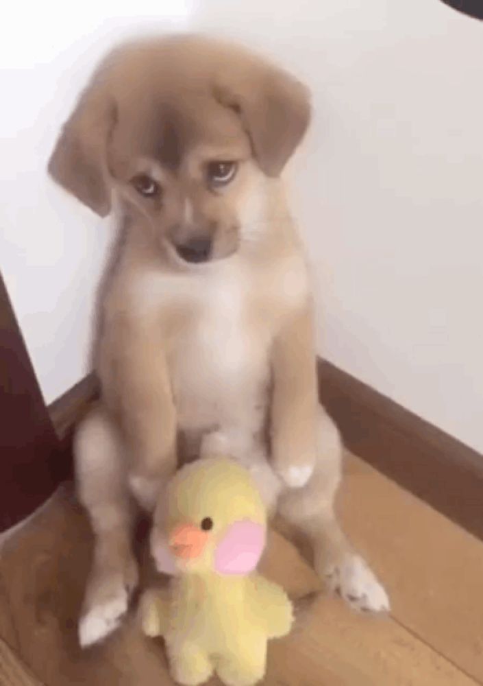 a puppy is sitting on the floor with a stuffed duck .