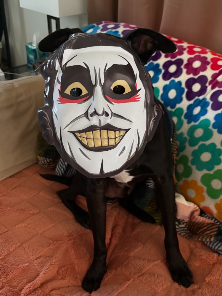 Black dog sitting on couch while wearing Danhausen mask.
