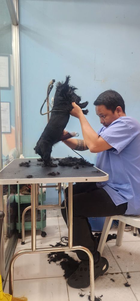 Scottish Terrier standing on hind legs on Grooming Table being Shaved by a man sitting down.