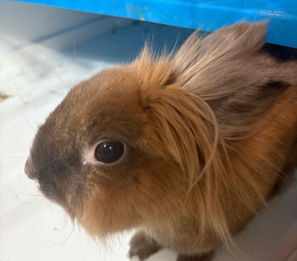 A BEAUTIFUL BUNNY