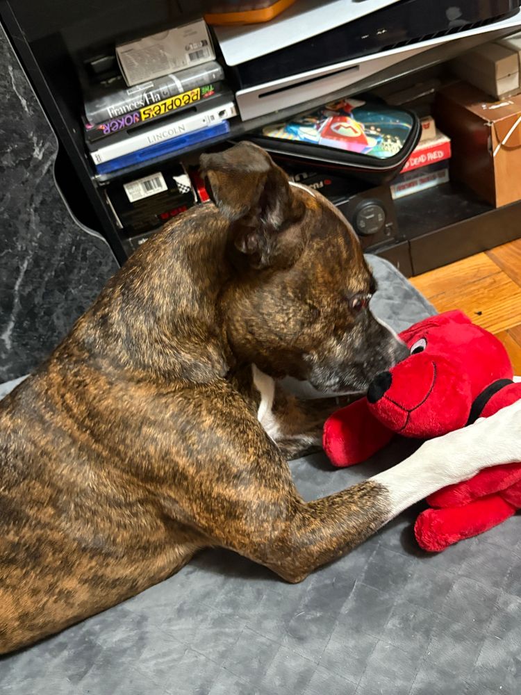 dog sniffing a clifford toy 