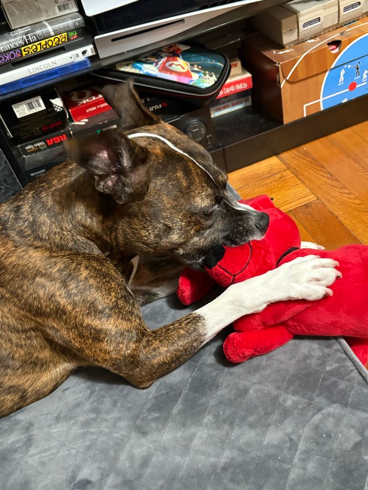 dog biting a clifford toy 