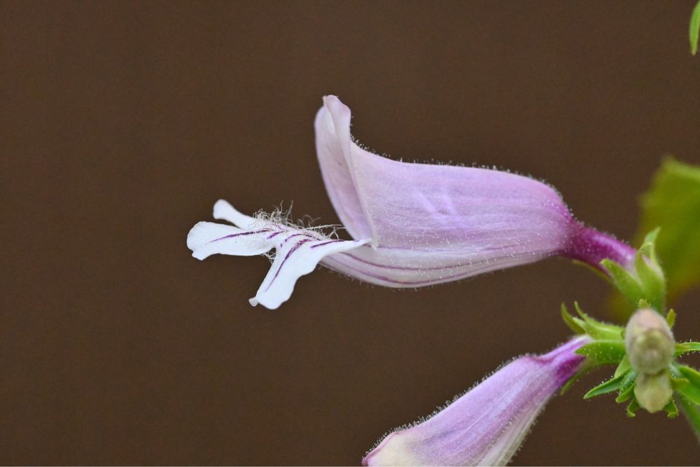 Penstemon smallii