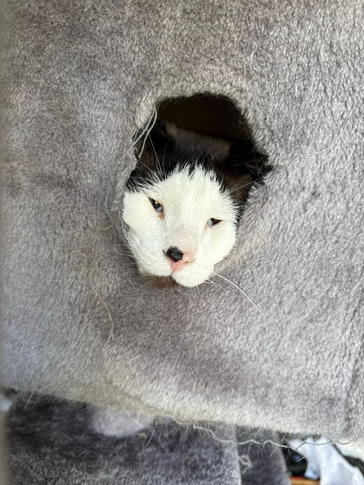 A Siamese mix cat’s head sticks out of a hole in a cat tree. He kind of looks like a opossum