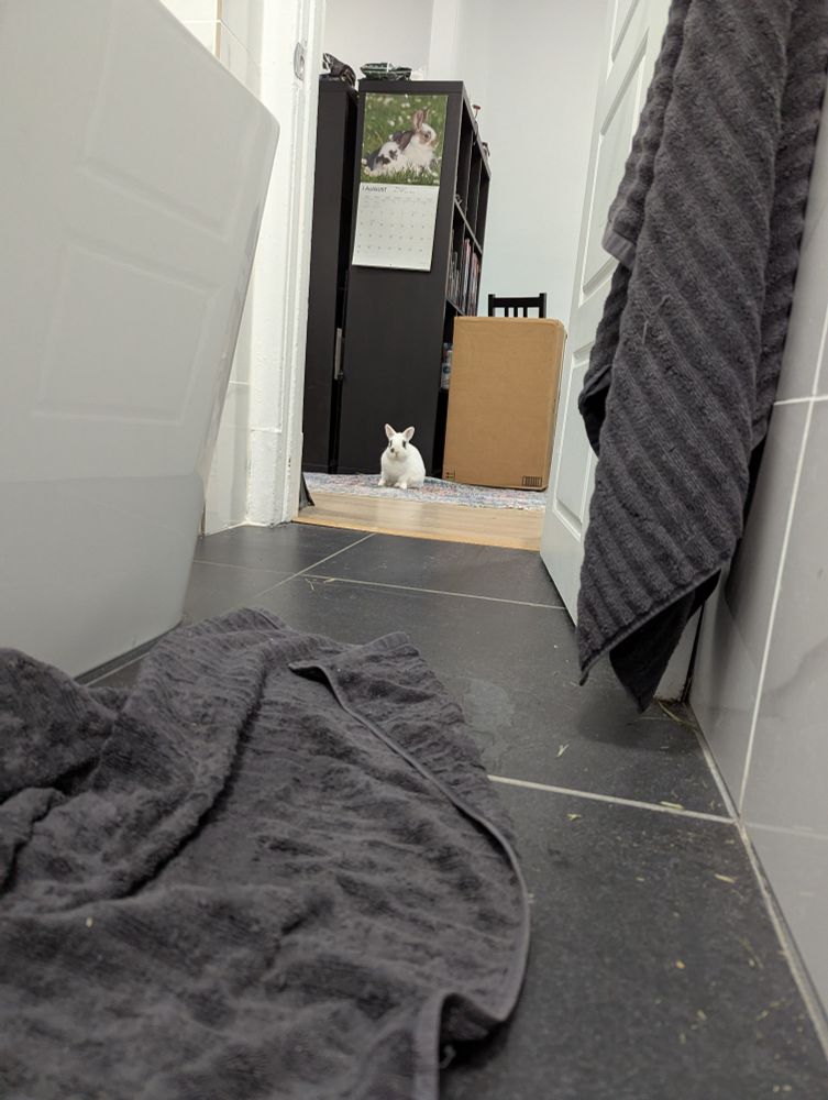 A small rabbit looking in towards a bathroom with an item door 