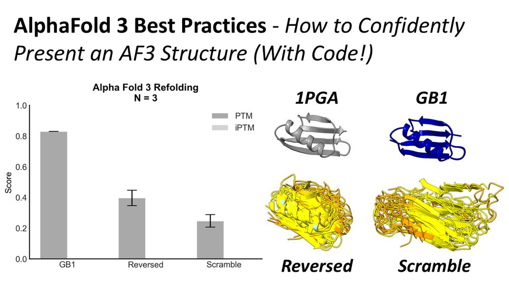 LinkedIn Article Title: Alpha Fold 3 Best Practices - How to Confidently Present an AF3 Structure (With Code!) The image is a two panel, on the left is a bar graph displaying triplicate mean and standard deviation values from 3 independent AlphaFold refolding simulations for the protein GB1, it's reversed sequence, and a scrambled sequence. On the right shows 4 ChimeraX visualizations of the models from that analysis. The original crystal structure 1PGA is color coded grey, other 3 models (GB1, Reversed, and Scramble) are color coded by Ca pLDDT scores. The reversed and scramble sequences have much lower scores.