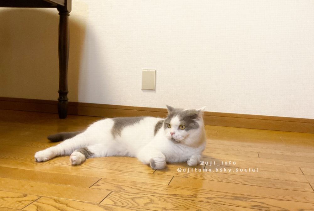 ねこの写真です