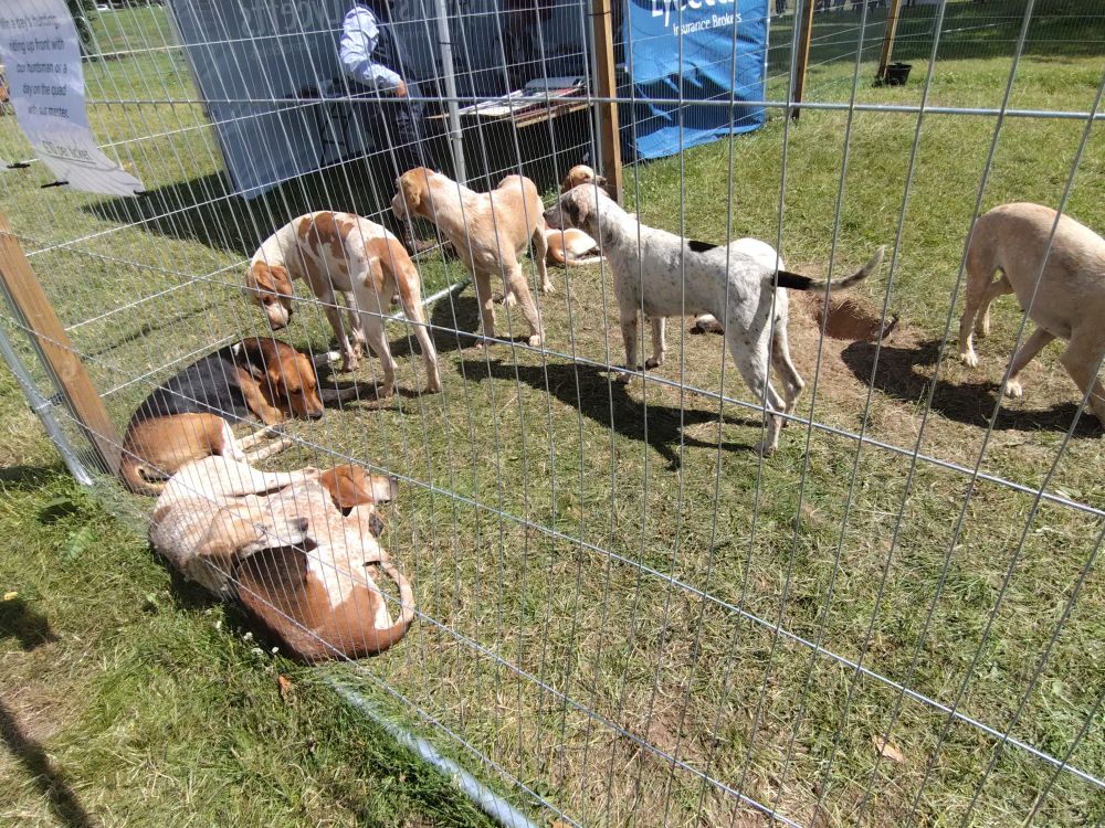 A bunch of Foxhounds