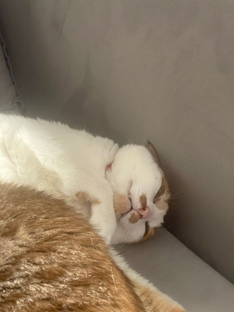 Um gato branco e laranja com a patinha no queijo e uma cara muito estranha, na frente tem o bumbum de um gato sialata que não está aparecendo completamente na foto.