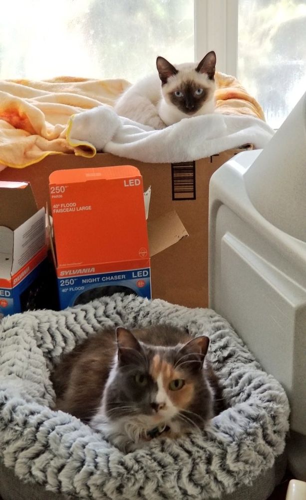 A gorgeous dilute tortie kitty in a cat bed while a smol Siamese kitten lays on top of so e boxes stacked up behind her