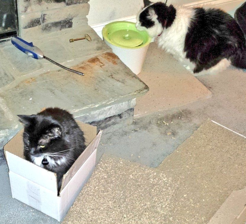A fuzzy tuxedo cat in a tiny box and a floofy black and white cat drinking from a fountain behind him.