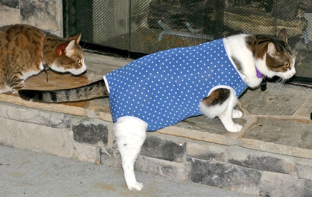 A tabby cat (Max) kerning forward and sniffing curiously at a large cat in front of him on a stone hearth, wearing a blue and white polka-dot vest to stop him from bothering his surgical stitches.