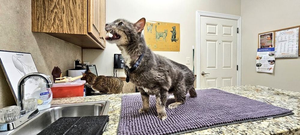 Skinny grey longcat standing on a vet exam table meowing in wiiide angle while a tabby cat wanders around a desk behind him.