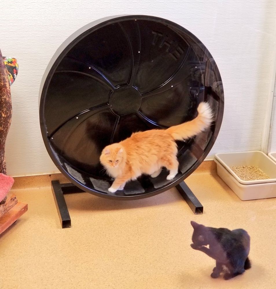 A very pretty orange longhaired cat in a large black plastic hamster wheel-type device, looking at a small black kitty cleaning itself nearby.