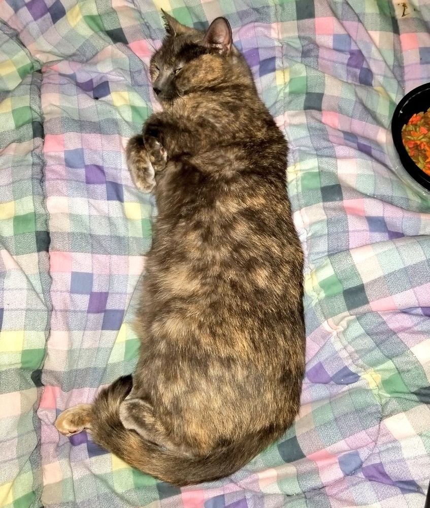 A dilute tortie cat asleep on a bed next to a bowl of familiar outside cat food.