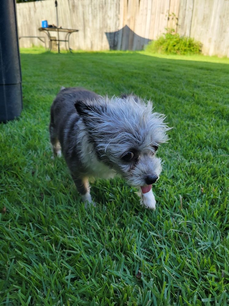 A small dog with its tongue hanging out walking in the grass