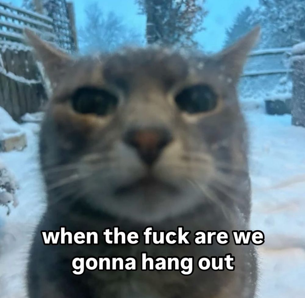 Cat close to camera with caption saying “when the fuck are we going to hang out”
