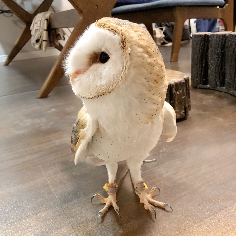 目線をくれないメンフクロウ
