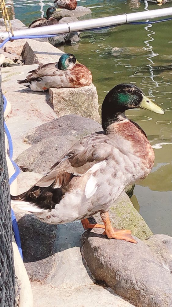 掛川花鳥園のマガモ
