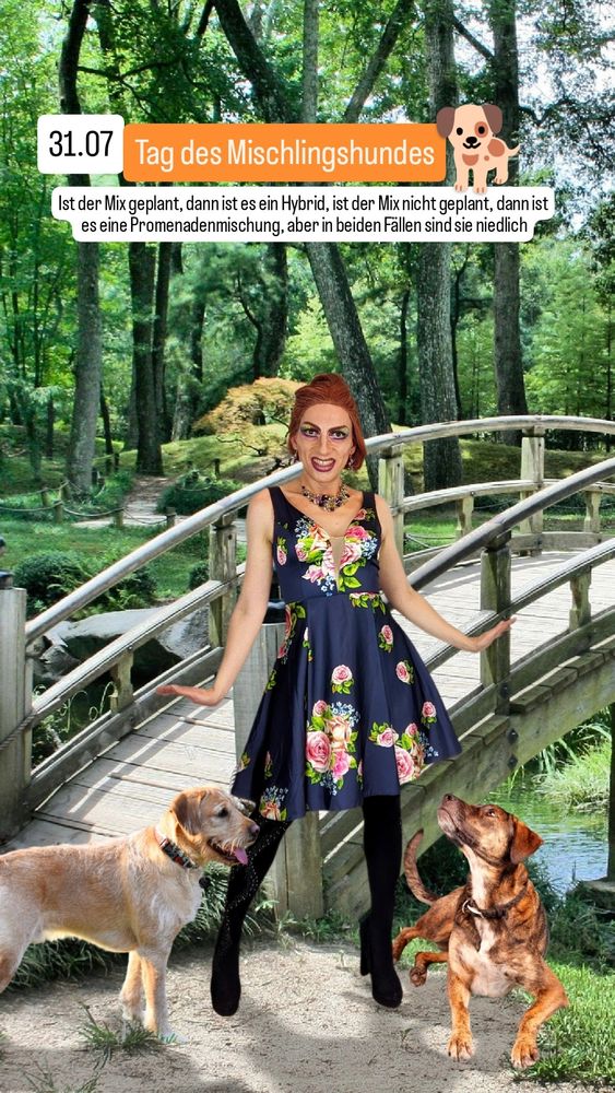 Ich stehe im Park, zu meinen Füßen liegt ein Mischling zur linken und steht ein Labradoodle zur rechten.