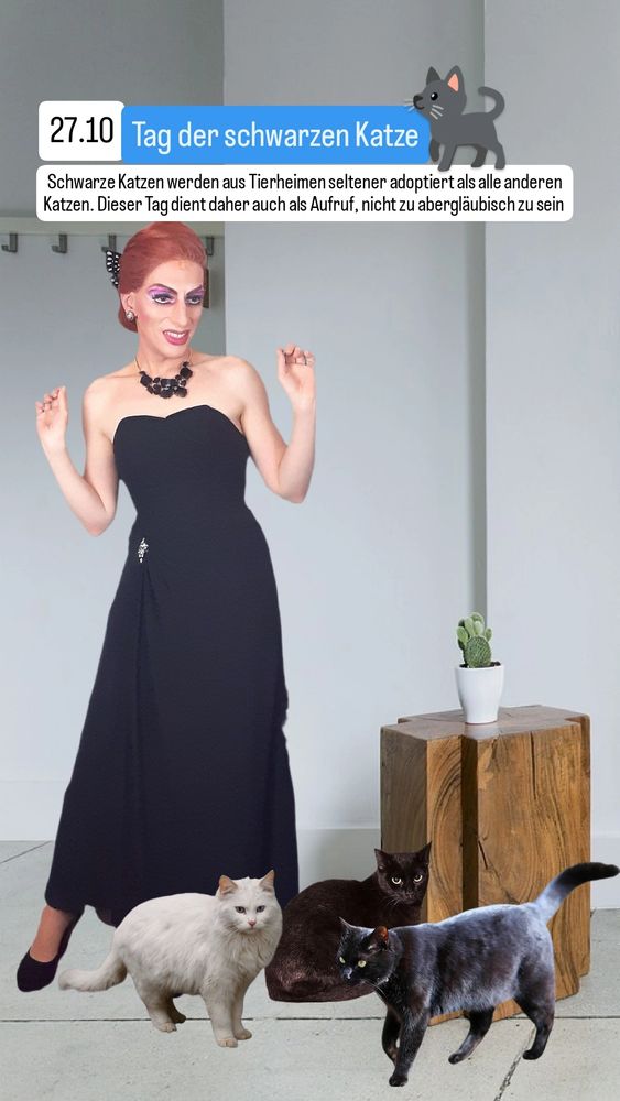 Ich stehe in einem weiß gefliesten Raum und schaue nach unten, wo drei Katzen, zwei schwarz und eine weiß, zu meinen Füßen sitzen.