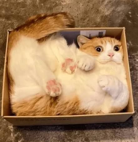fluffy orange and white cat with wide eyes curled up in a small cardboard box.