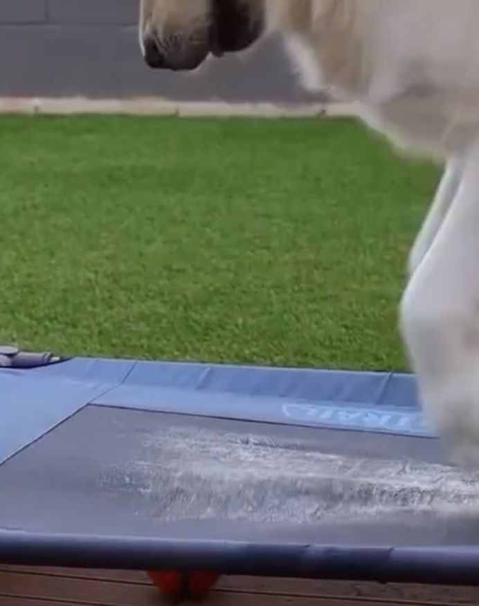 A cute fluffy creme color dog jumping onto a blue elevated dog bed 