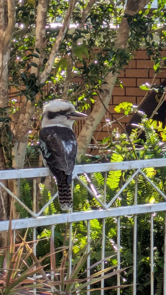 Kookaburra sitting on the gate