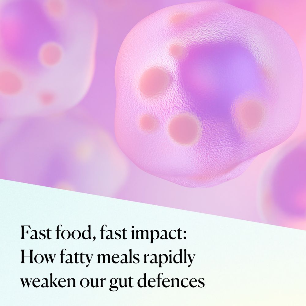 Innate lymphoid cells 3 (ILC3s) are a subset of immune cells that are critical to gut immunity. When there is excess fat, such as after a rich meal, ILC3s store this fat in tiny lipid droplets to maintain their function. In this 3D illustration, we can see a lipid droplet (in orange) inside an ILC3. 