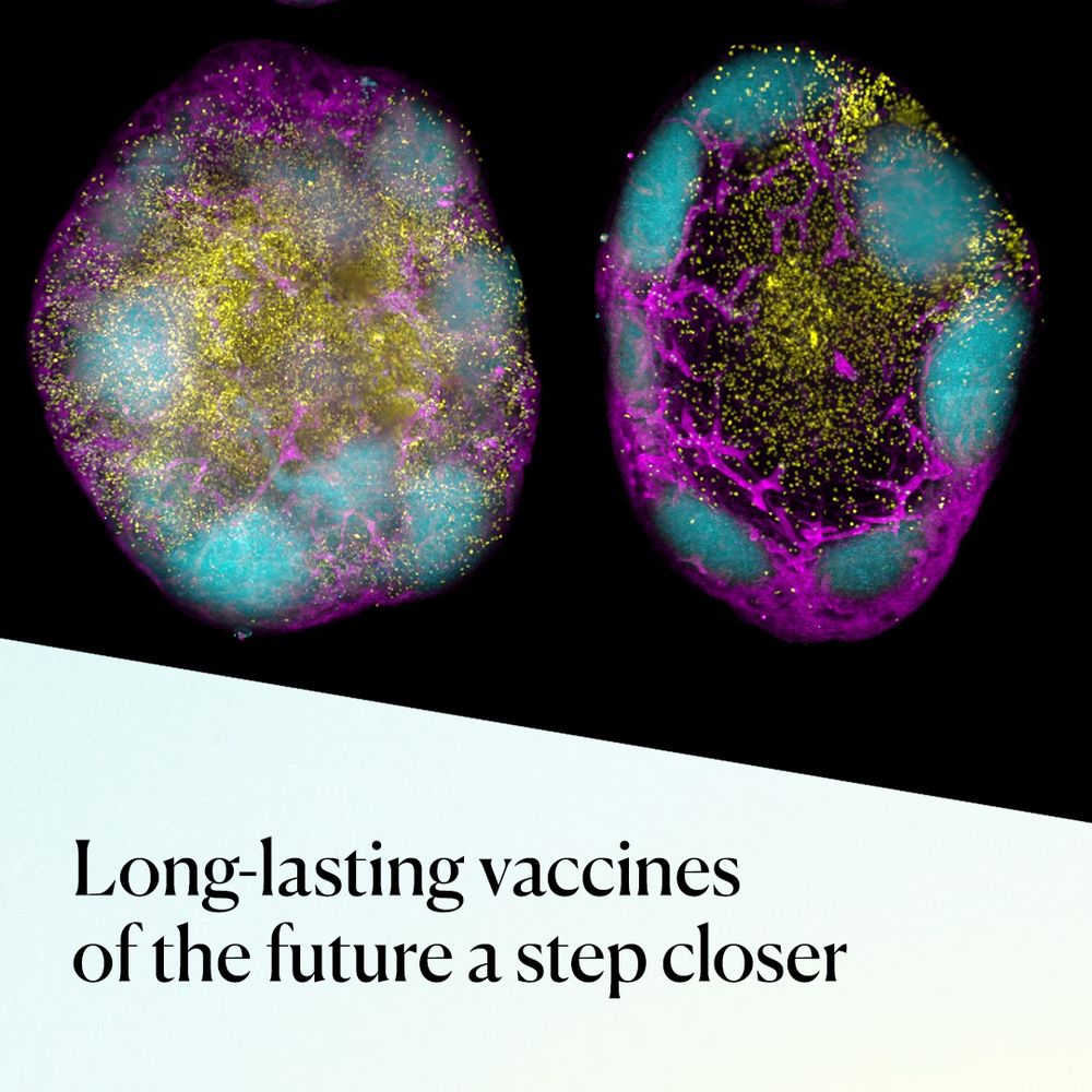 A visualisation of immune cells, with headline "Long-lasting vaccines of the future a step closer"
