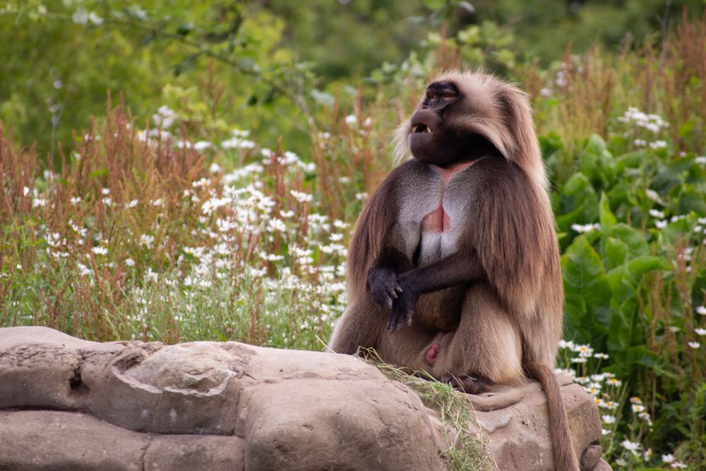 Gelada (a kinda monkey)