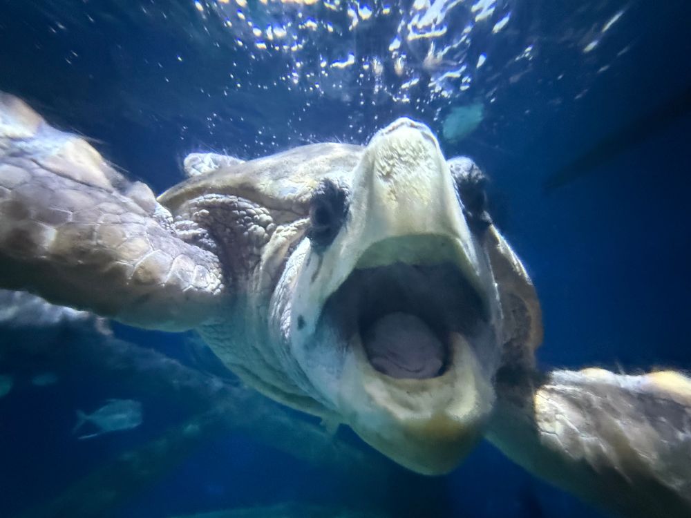 Oh dear sea turtle 