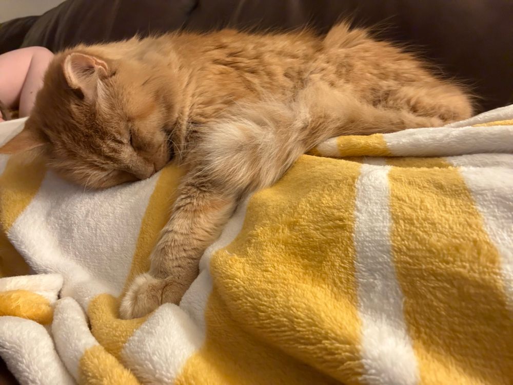 Orange cat with leggy out 