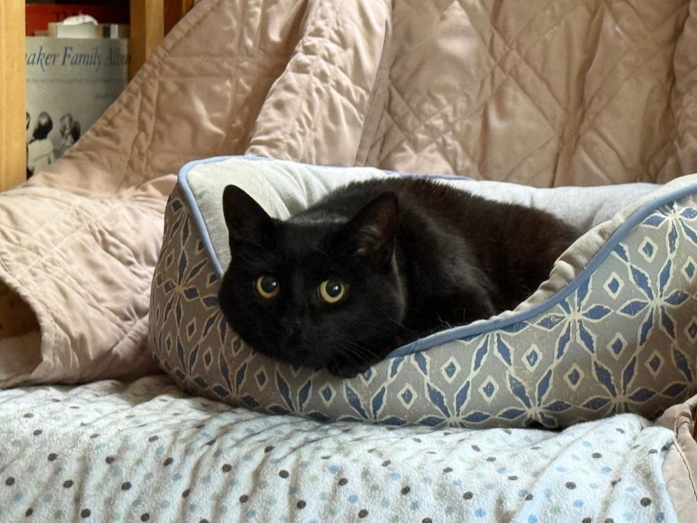 A black kitty named April