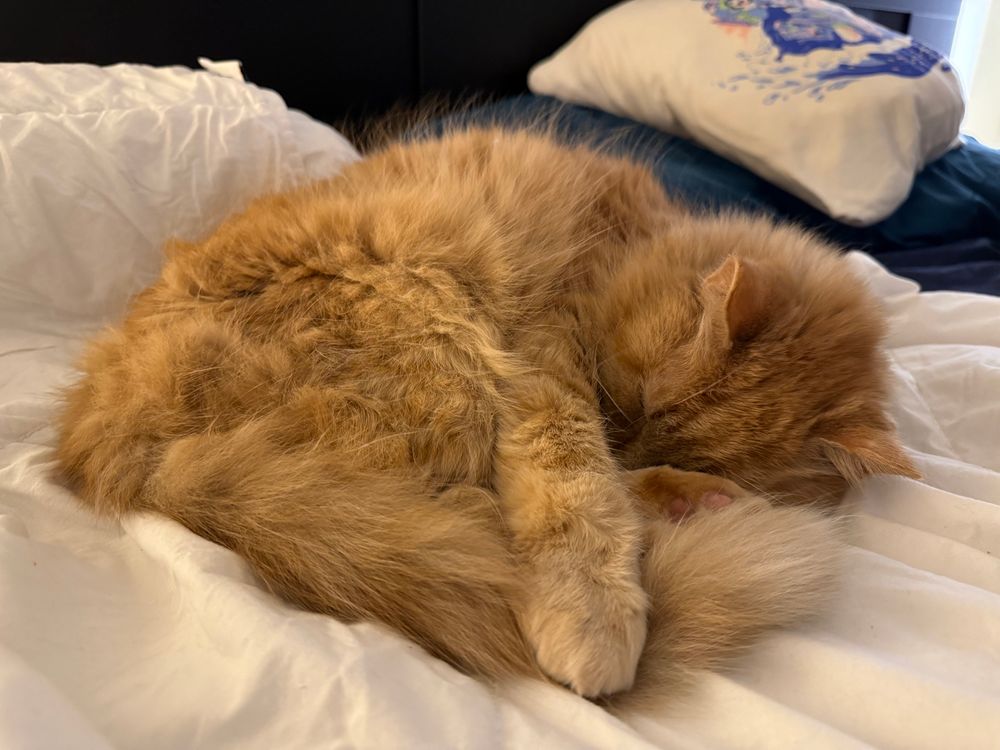Cozy Ollie