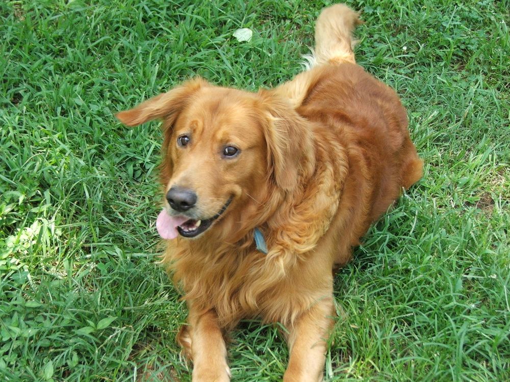 Buddy the golden retriever