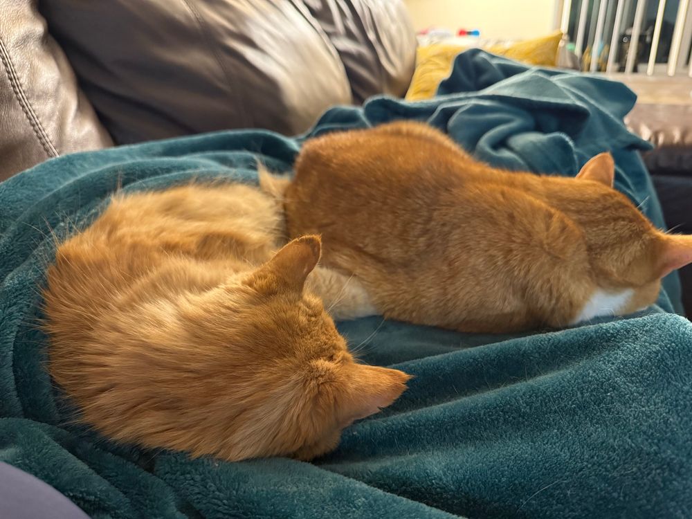 Two orange kitties 