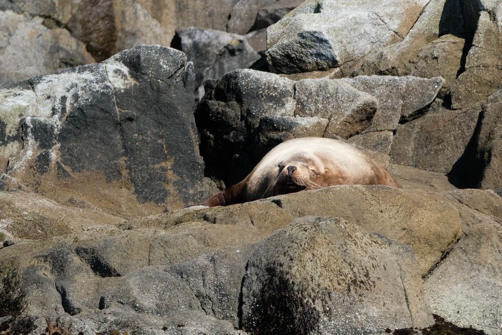 A Stellar Sea Lion sleepin’ in Kenai Fjords