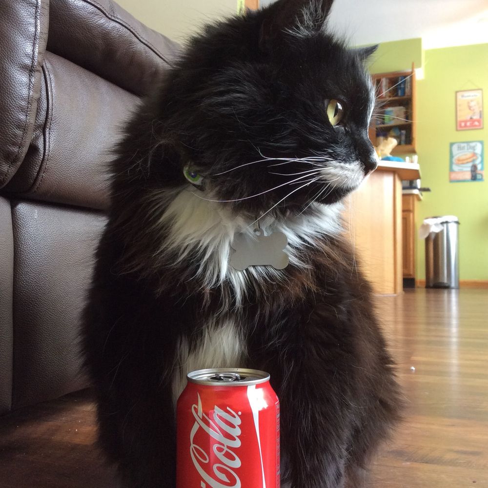 A large longhaired tuxedo cat with a bone shaped tag on his collar. He has a can of coke in front of him.