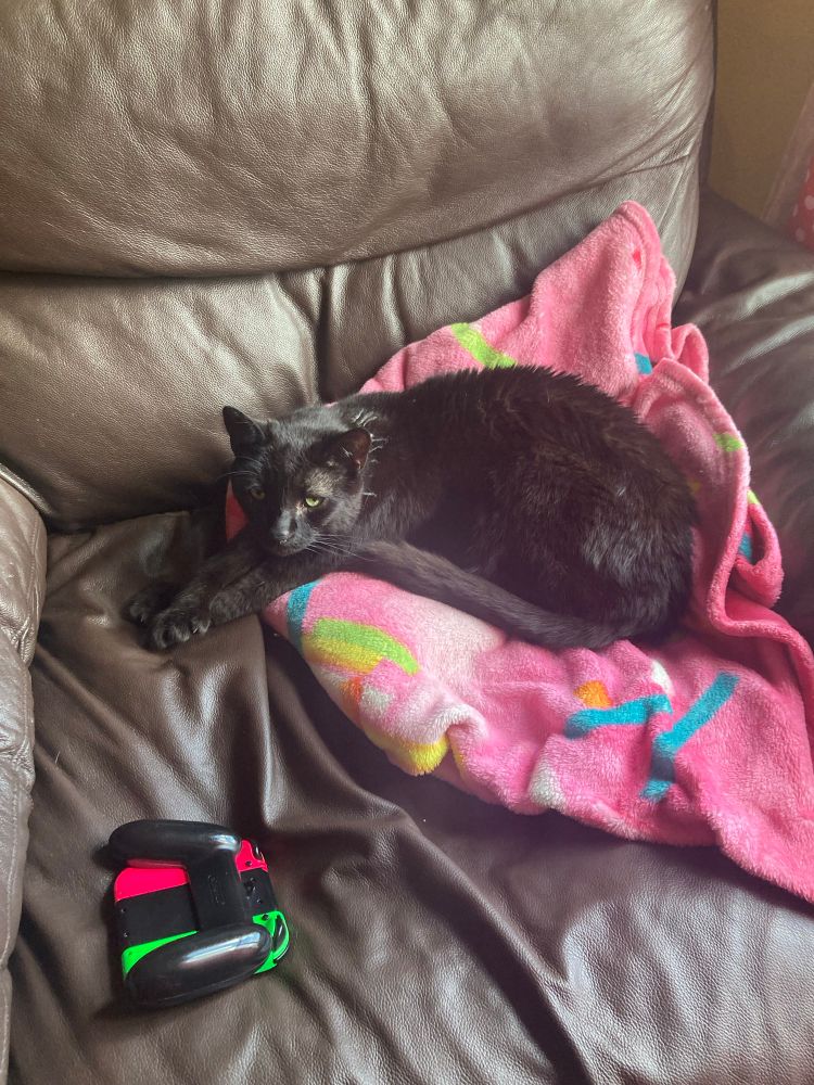 A black cat resting on a pink doughhnut blanket. He is crossing his front legs daintily. There is a facedown nintendo switch controller nearby.