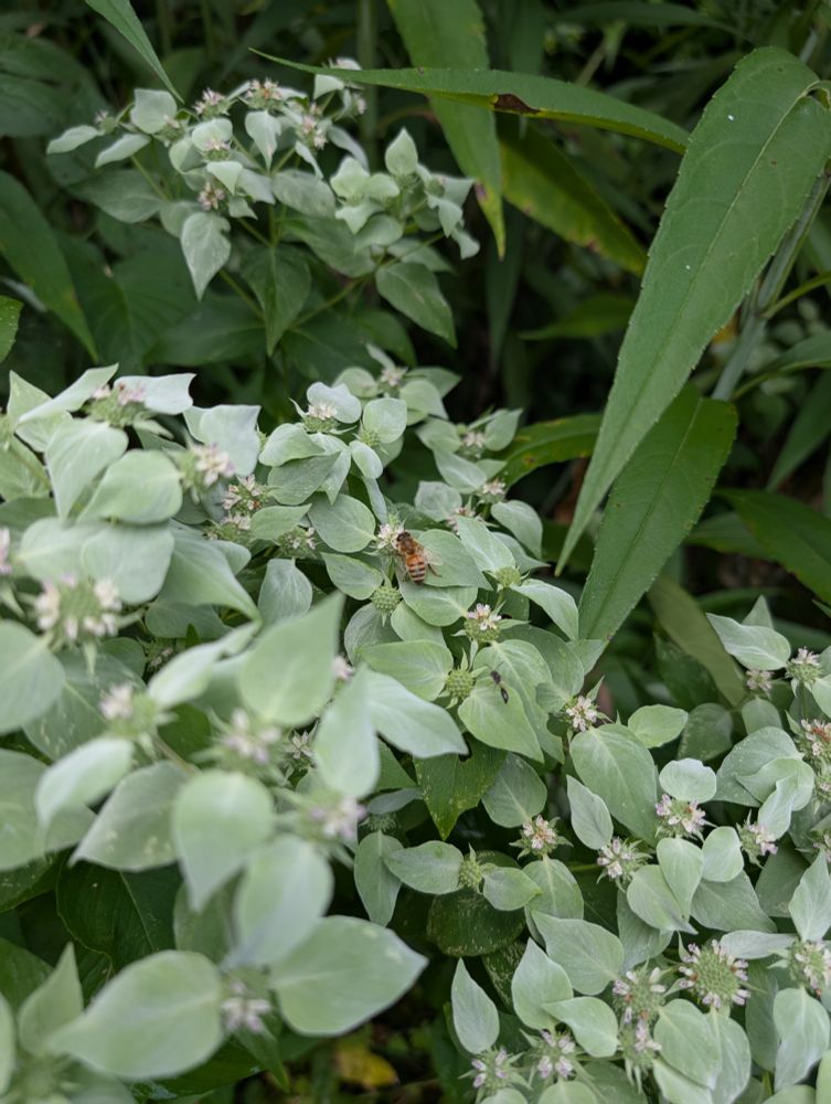 A photo of a mountain mint.  The leaves are a light green fading to near white as they approach the flowers.  The flowers are in a dense cluster, they are very small white flowers.

The leaves in the background are some sort of North American native sunflower.