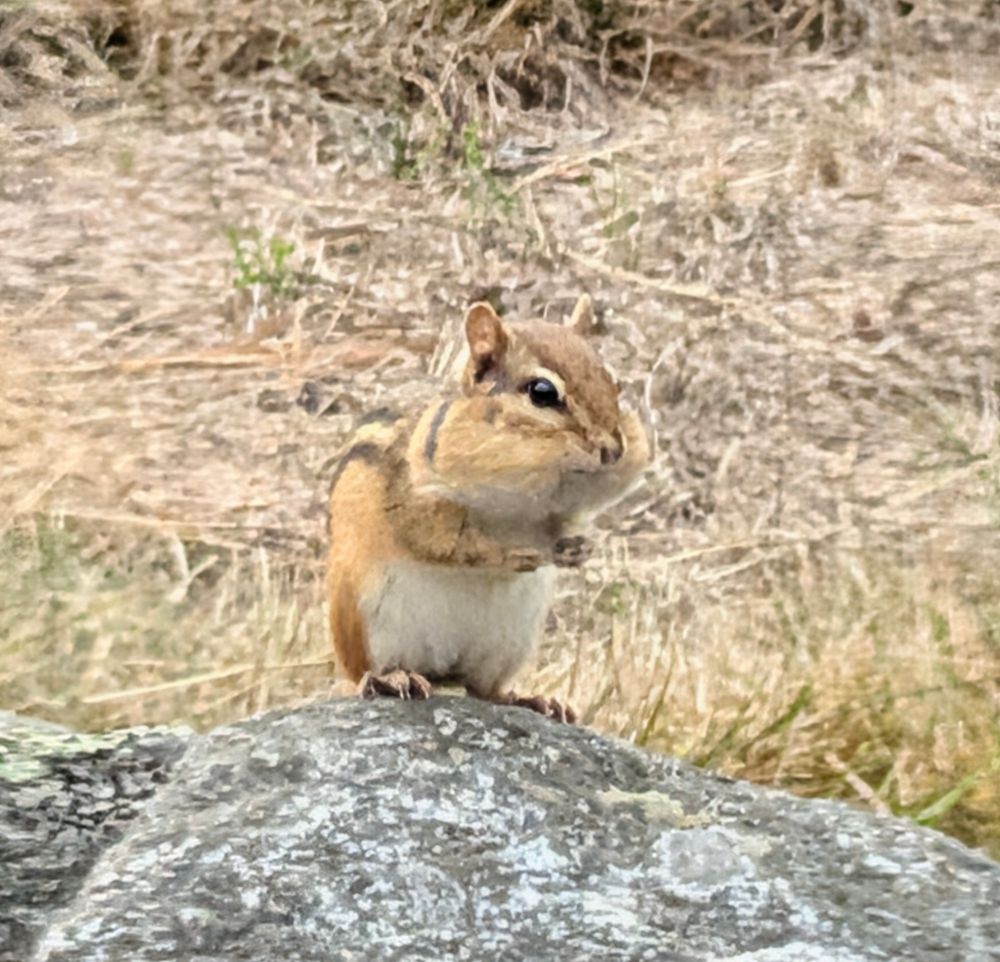 a ground squirrel perched on a rock 