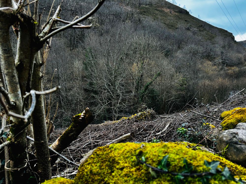 Piedra con musgo y árboles de fondo.