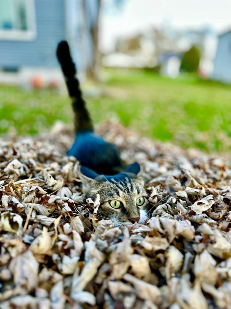 Cat in leaves